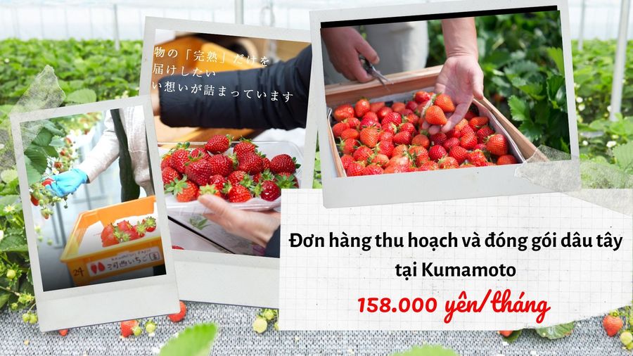Đơn hàng thu hoạch dâu tây tại Kumamoto lương khủng 158.000 yên/tháng